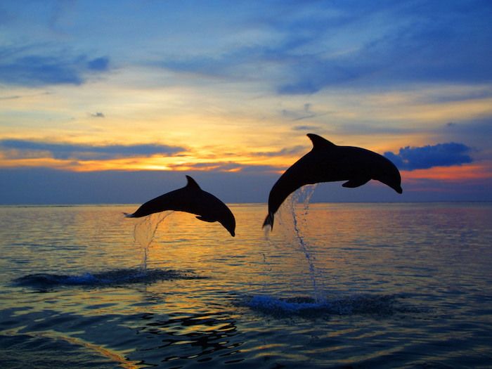 Teraz vám pri západu slnka ukážeme dvoch čiernych veľkých delfínov a skočíme cez modrú vodu a more