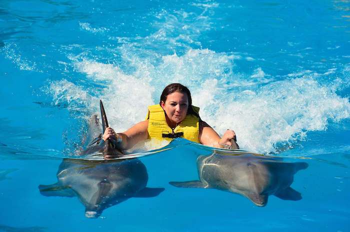 inšpirovaní delfínov - tu je obraz s plávajúcou mladou ženou a dvoma sivými delfínmi plávajúcimi v bazéne s modrou vodou