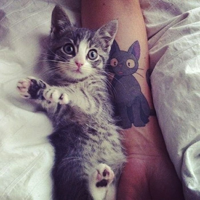 Oto ręka z tatuażem kota i uroczym małym szarym kotem o zielonych oczach i długich białych ogonach
