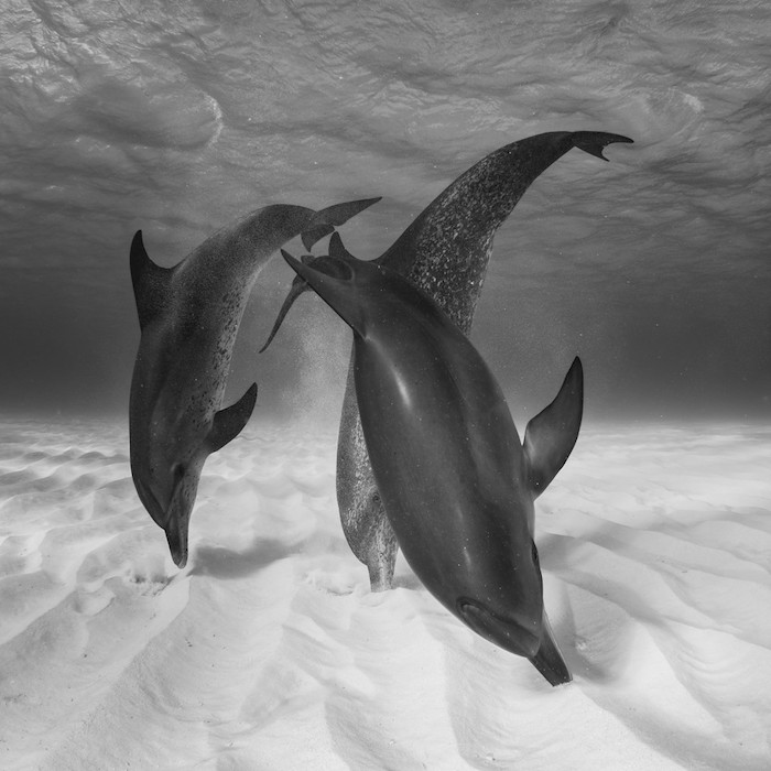 to je čierny biely obraz s tromi plávajúcimi čiernymi delfínmi v mori so sivou vodou a pieskom