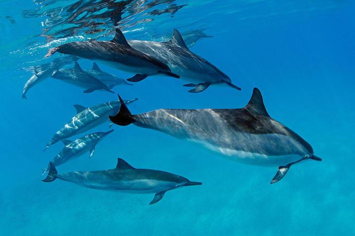 A tu je obrázok s plávajúcimi šedými delfínmi v mori s modrou vodou