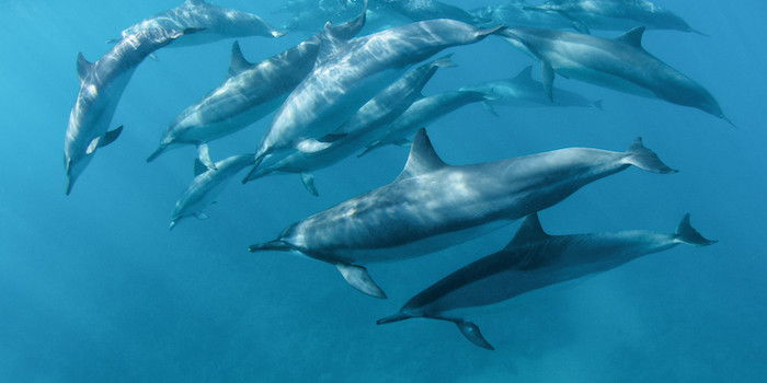 Teraz vám ukážeme obrázok s množstvom veľkých, sivých a plávajúcich delfínov v mori s modrou vodou
