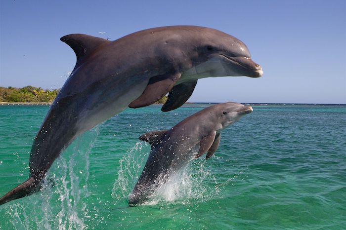 Tu je obrázok s malým a veľkým šedým delfínom, ktorý skočí cez more s modrou vodou a ostrov s palmami so zelenými listami