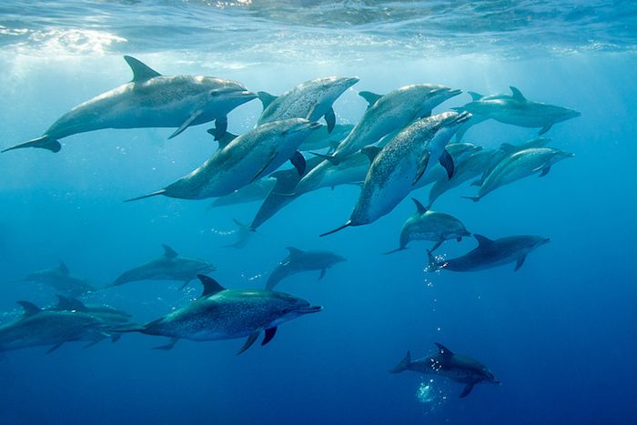 Teraz vám ukážeme obrázok so sivými plávajúcimi delfínmi v mori s modrou vodou - ďalším z našich myšlienok na tému delfínov