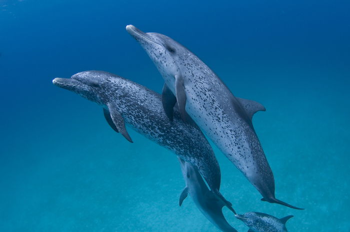 ďalšia z našich myšlienok o delfínskych fotografiách, ktoré by ste sa mohli veľmi páčiť - obrázok s dvoma plaveckými, veľkými a šedými delfínmi v mori s modrou vodou