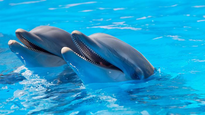 tu sú dva sivé delfíny plávajú v bazéne s modrou vodou - nápad na tému delfínových obrazov