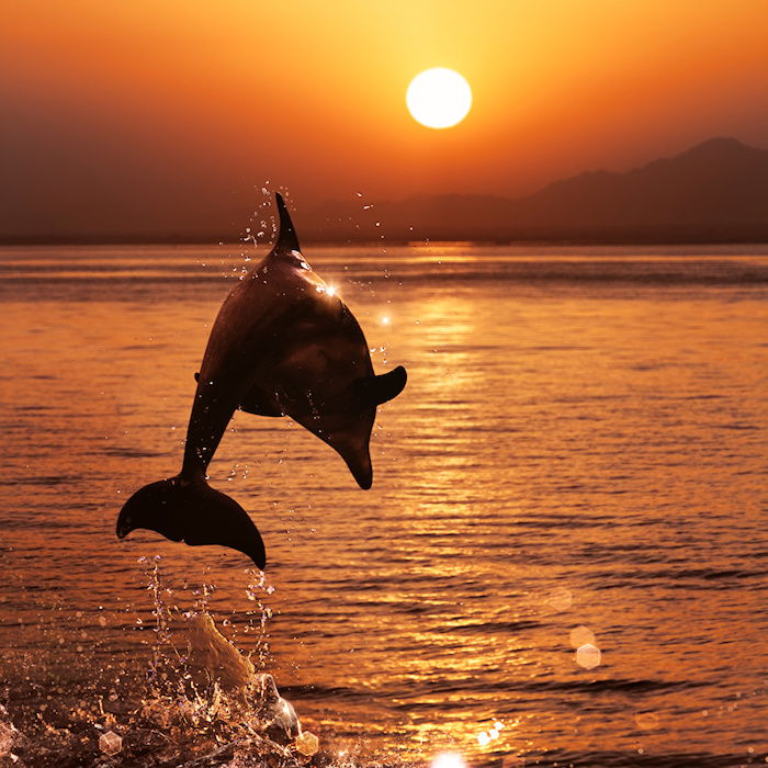 obrázok na tému delfíny v západu slnka - tu je čierny delfín skákajúci, slnko, more, západ slnka a ostrov