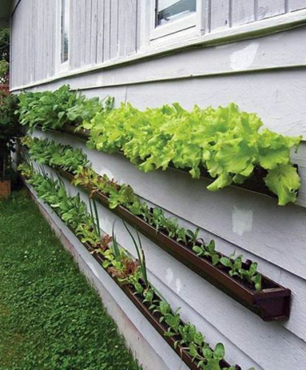 ideje - vrtnarjenje-zelene rastline - dekoracija za vrt
