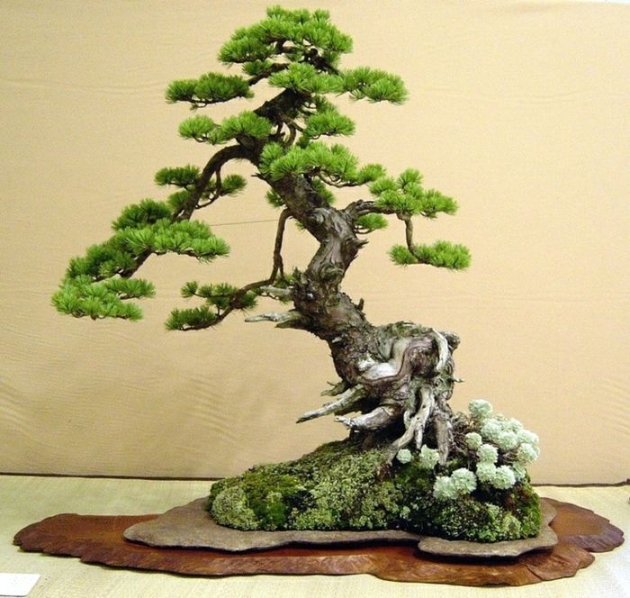 Japoneză Art Bonsai Moss copac Driftwood Compozitie