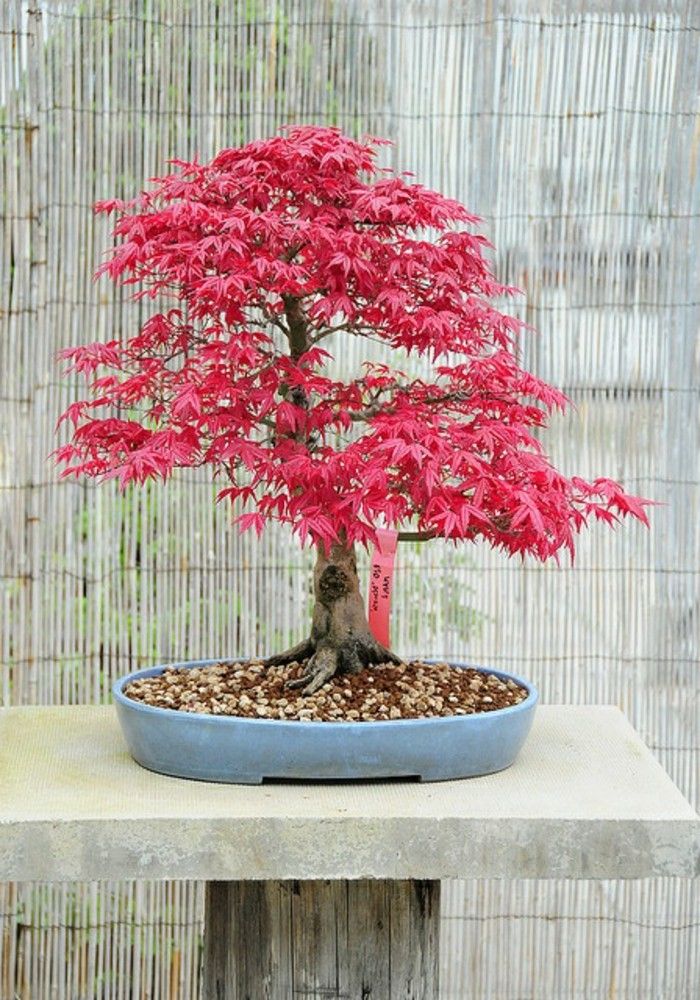 arțar japonez frunze bonsai roz