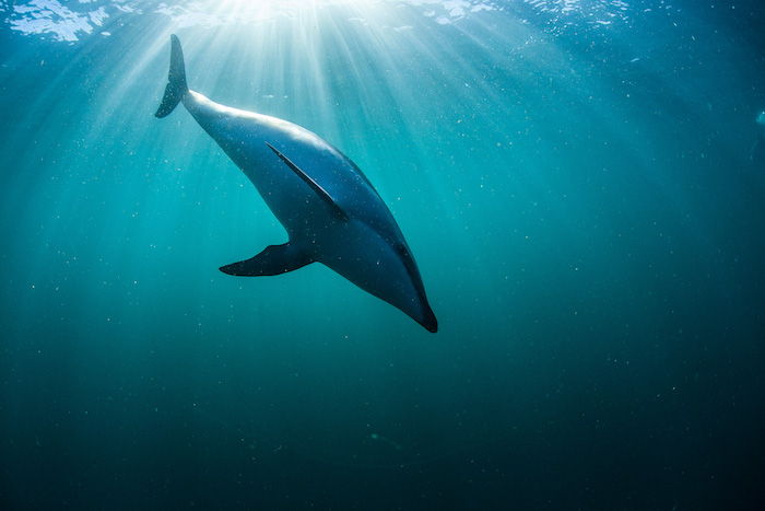 Odporúčame, aby ste si pozreli tento obrázok - tu je veľký plávajúci šedý delfín v mori s modrou a čistou vodou