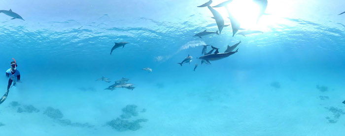 Tu je ďalší obrázok s mnohými delfínmi plávajúcimi s mužom v mori s modrou vodou