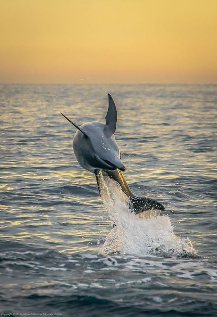inšpiratívny obraz o problematike delfínov v čase východu slnka - tu ukážeme vám, že delfín skáka cez more s modrou vodou