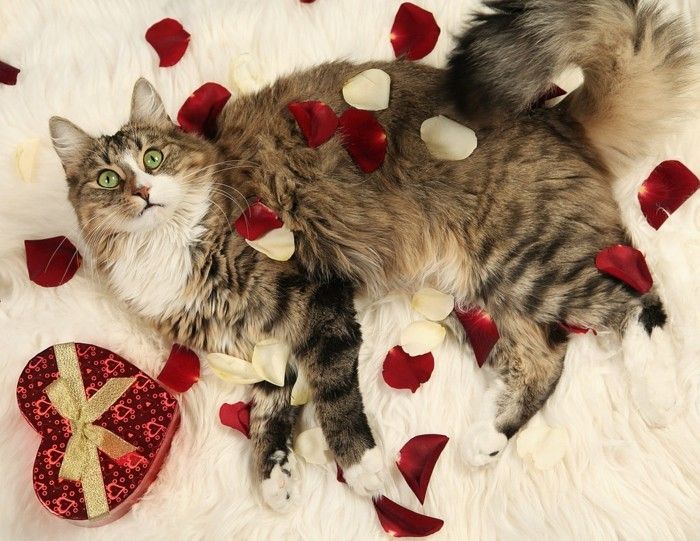 gratis bakgrundsbild valentine-a-stor-cat-is-on-the-bed-många rosenträ ut
