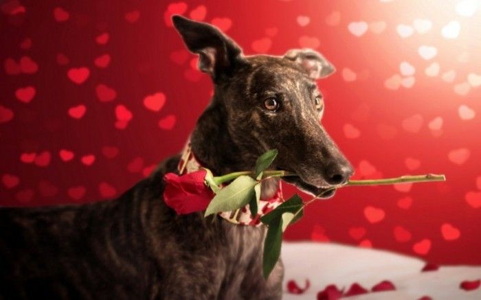 gratis bakgrundsbild valentine-wallpaper-med-en-stor-dog