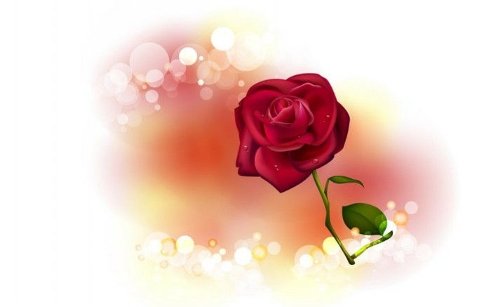 gratis bakgrundsbild valentine-vackra-röd-rose-vit-bakgrund