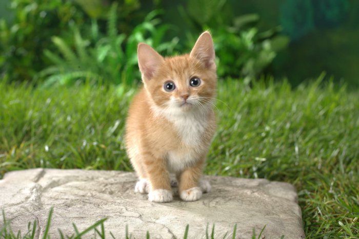 Komik Kedi Tatlı Bebek Kedi küçük pas kırmızı kedi yavrusu