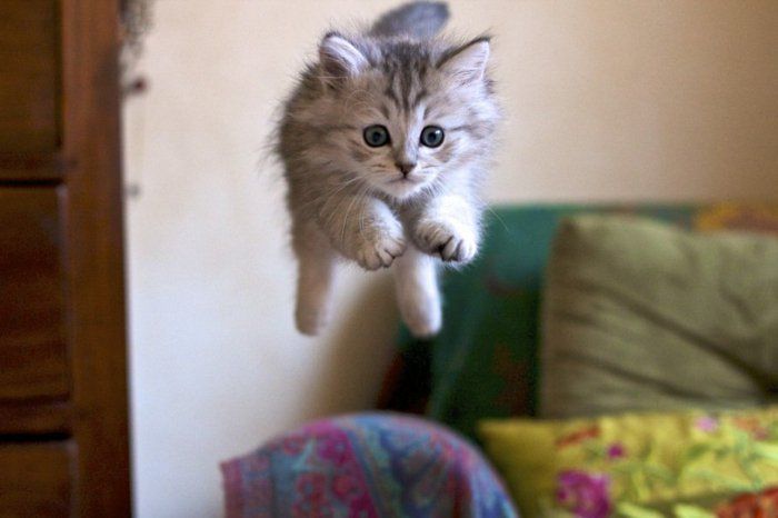 komik kedi resimleri Bebek Kedi-in-atlama