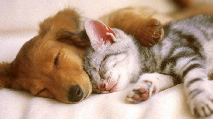 komik kedi resimleri Kedi uyku-ile-yavru