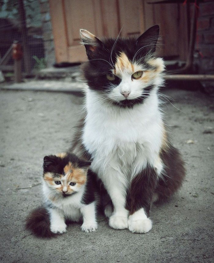 komik kedi resimleri-siyah-beyaz-öfkeli-kedi-tatlı-küçük-kedi yavrusu