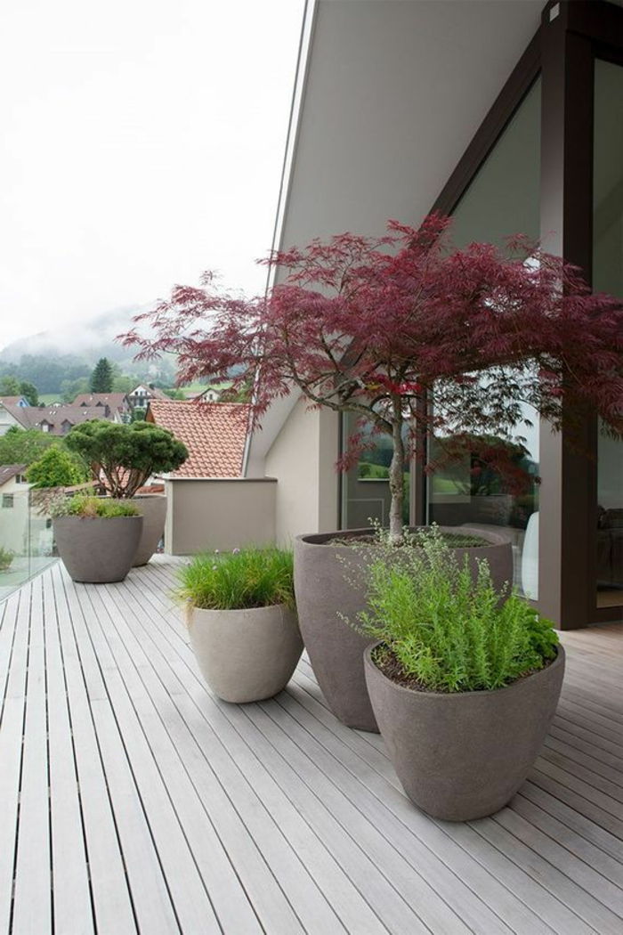 moderný predný dvor s kvetináčmi s bonsajami a zelenými rastlinami