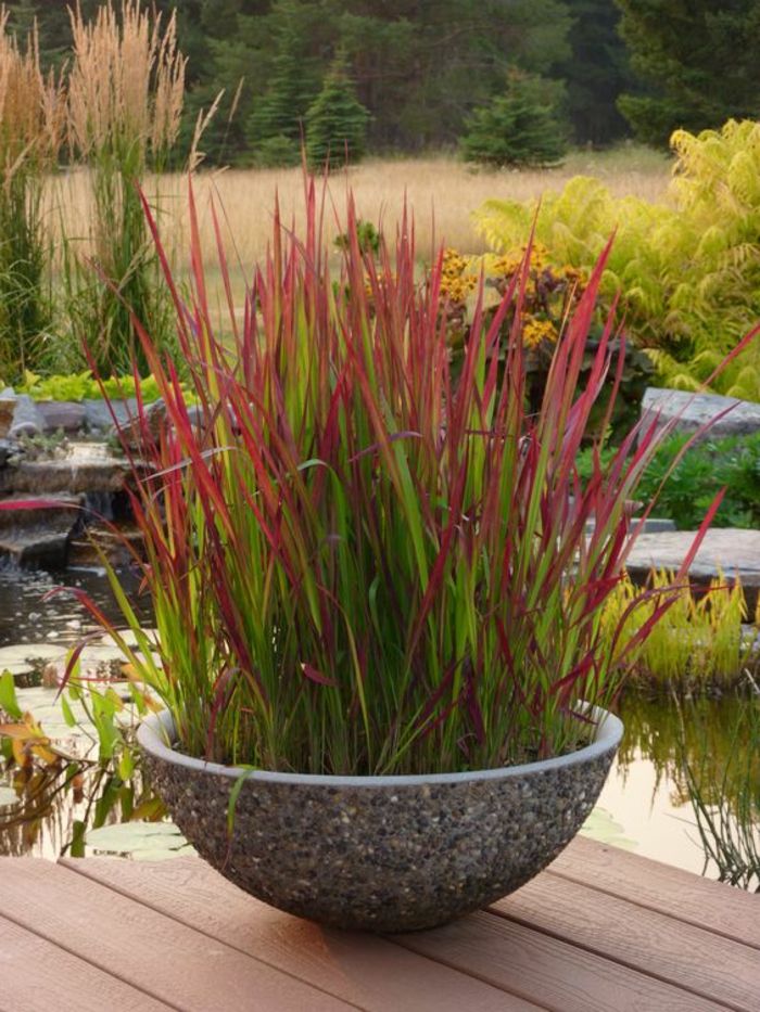 guľatý hrniec plný červených rastlín vedľa rybníka - moderný záhradný dizajn