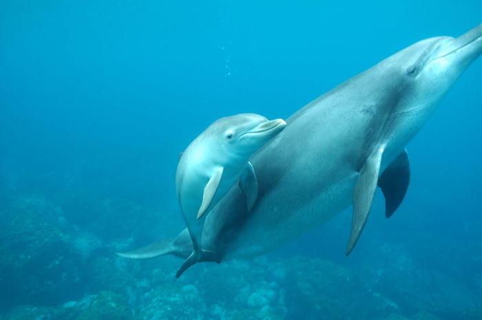 a tu nájdete dvoch sivých delfínov plávajúcich spolu v mori modrej vody a kamienkov - pozrite sa na túto myšlienku plavby delfínov