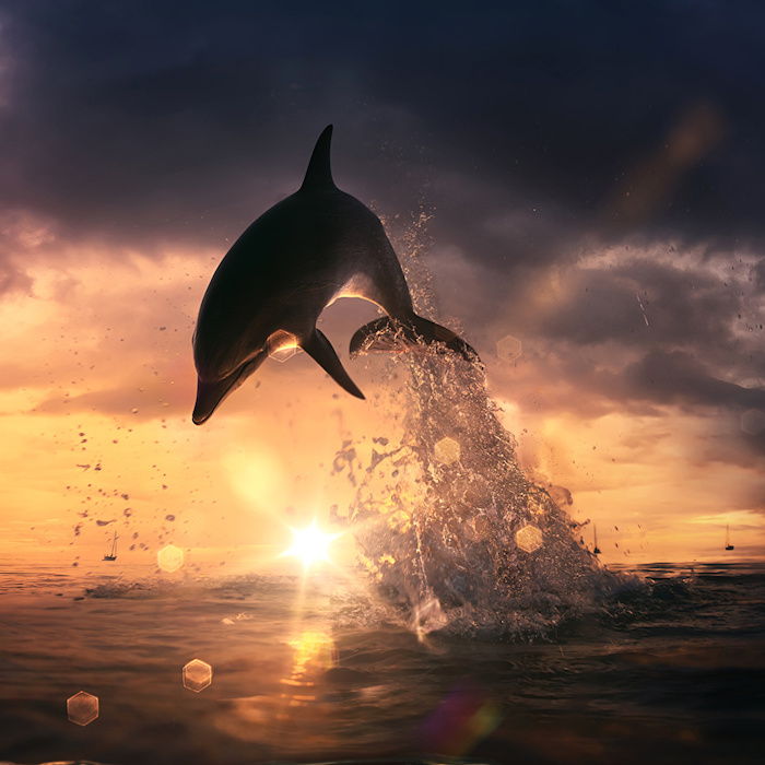 tu je obrázok s čiernym delfínom, západ slnka, sivé mraky a more - nápad na tému delfínov v západu slnka