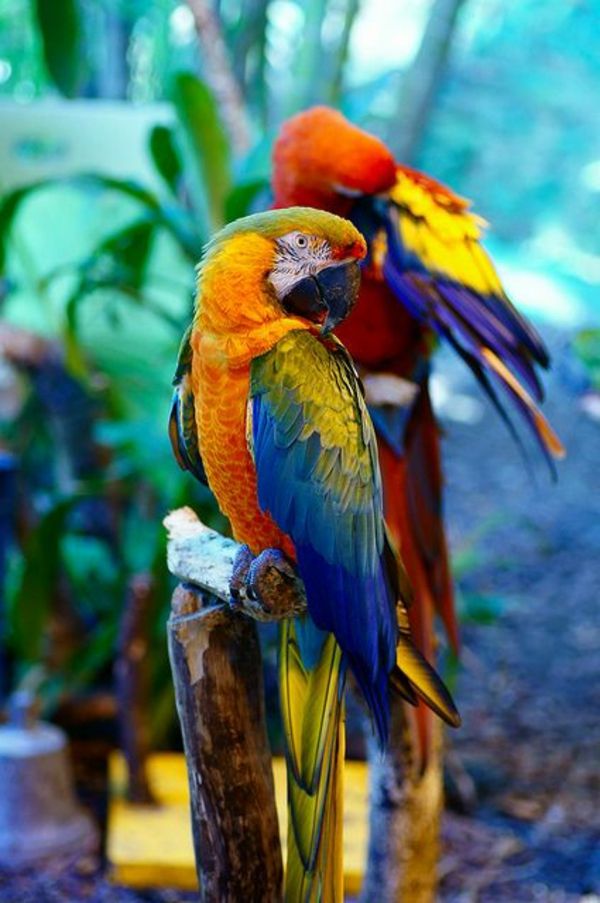 papagáj ARA-papagáje-buy-buy-papagája-papagája tapety farebné Parrot
