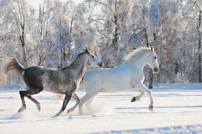 Horse-in-snow-du labai-Nica-gyvūnai