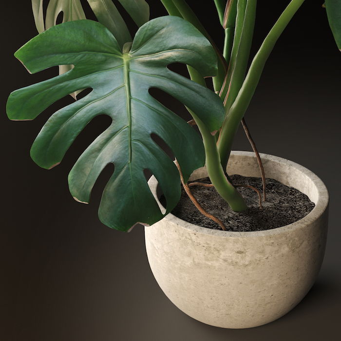uma folha grande de monstera em pote de cerâmica - plantas de casa para pouca luz