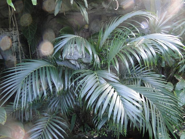 palmeira verde com folhas magníficas, plantas de luz indireta que precisam de pouca luz