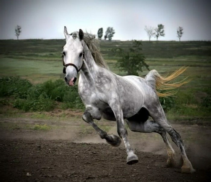 rasende-horse-veldig-fint-i-hvit-farge