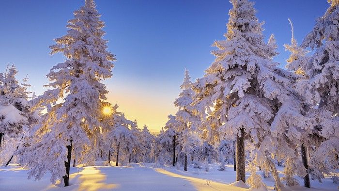 Una foresta con alberi bianchi con neve nel tramonto - un cielo blu e sole - immagini invernali romantici