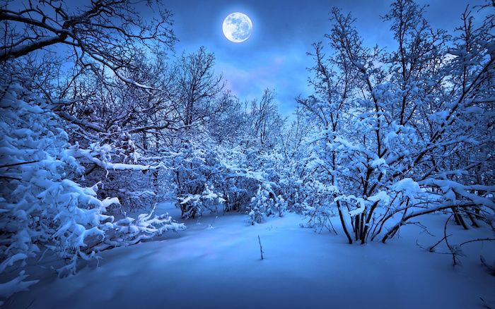 cielo con nuvole blu e una grande luna bianca - una foresta con molti alberi e neve