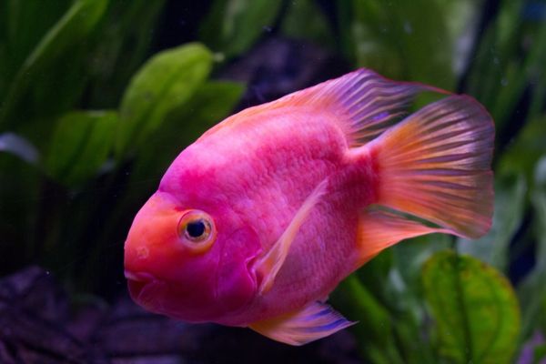 ružové-ryby-veľké-obrázky-z-ryby-úžasné-ryby-cool-obrázky Ryby - obrázky