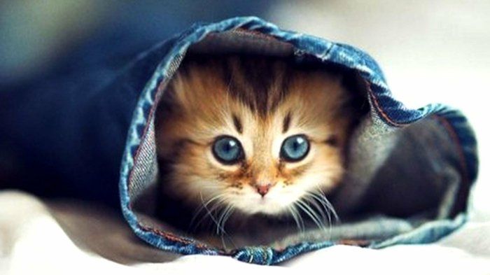 bebek kedilerin Tatlı bebek Kedi Resim