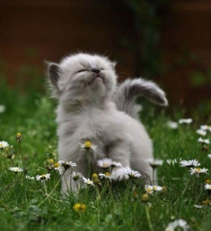 Tatlı bebek Kedi fantastik görüntüler-dan Bebek Kediler