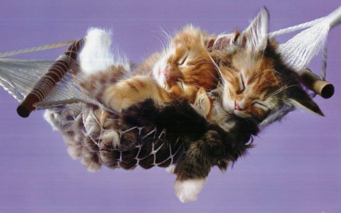 Tatlı bebek Kedi uyku-in-salıncak-hamak-için-kedi yavrusu
