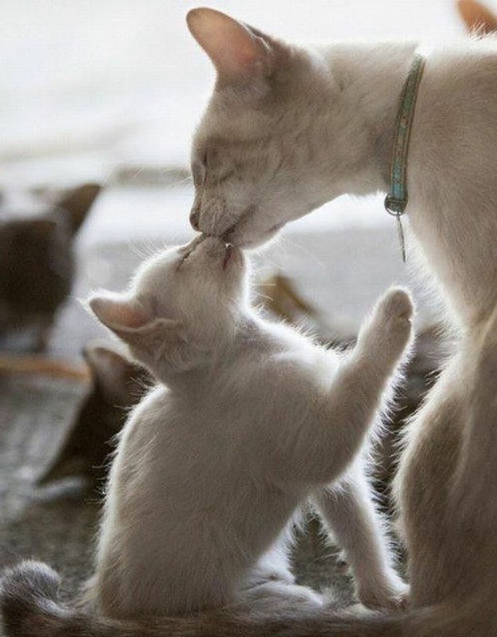 Tatlı bebek Kedi ve-onların annesi