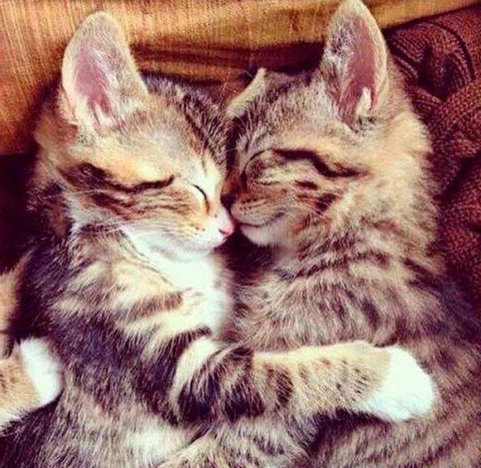 Bebek Kedi uyku-birlikte tatlı-Picture