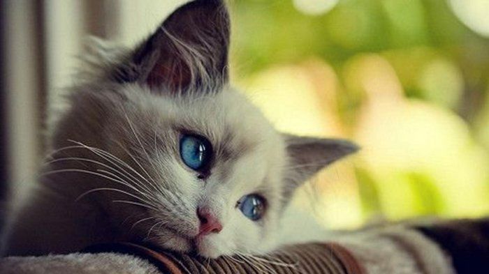 Bebek Kedi hayal gözlü kedi yavrusu tatlı-Picture
