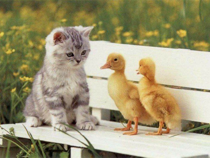 Bebek Kedi ve Ducklings tatlı-Picture