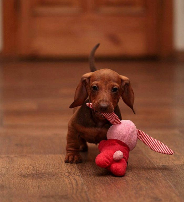 Fotografie de câine dulce mici Dachshund joc umplute