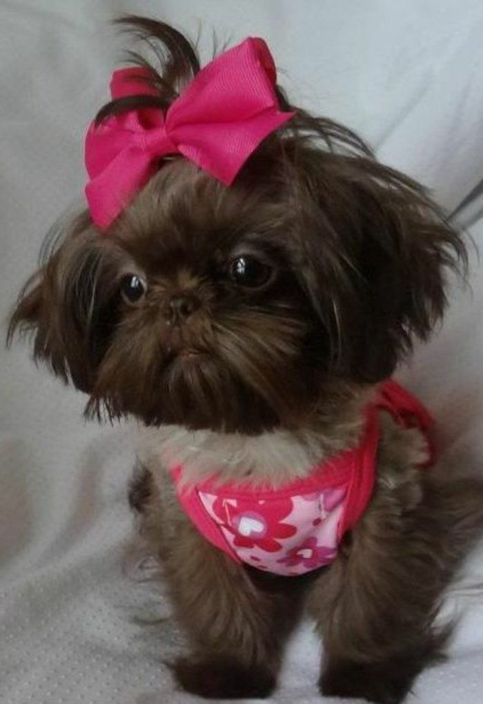 câine dulce poze Shih Tzu Puppy maro Band culoare roz-cochetă