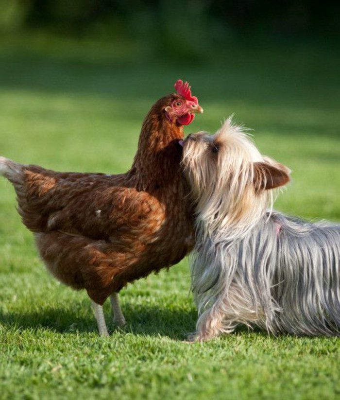 poze de câine dulce reuniuni Yorkshire Terrier pui Funny Foto Iarbă