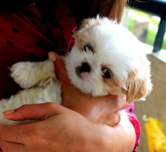 dulce-rase Shih Tzu mici Puppy Hug