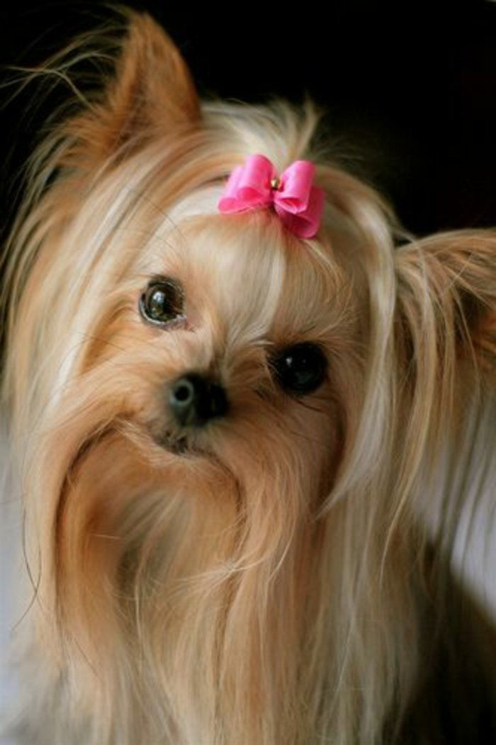 dulce-rase Yorkshire Terrier Pink Ribbon flirtatious