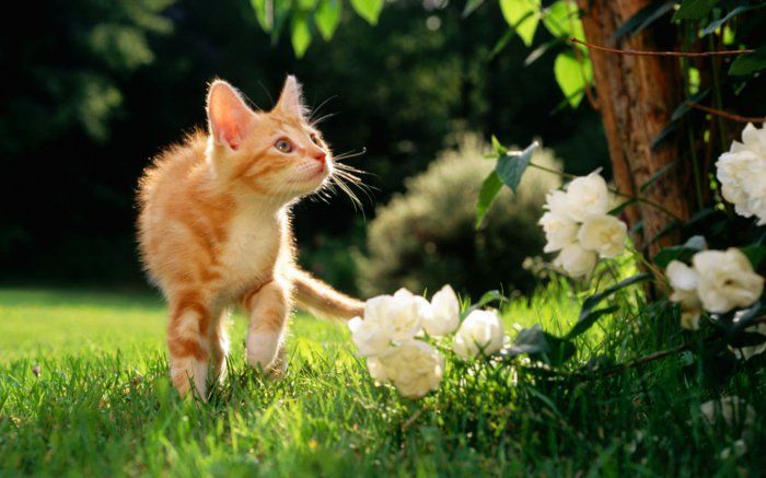 Tatlı Kedi oynarken--doğada