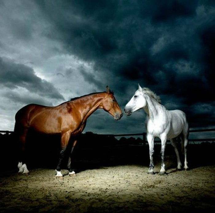 vakker-hest tapet brun-hvit-hest-under-the-blue-sky